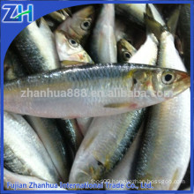 frozen fresh sardines on sale